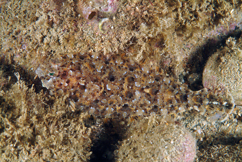 Pesce da determinare (Arnoglossus sp.)